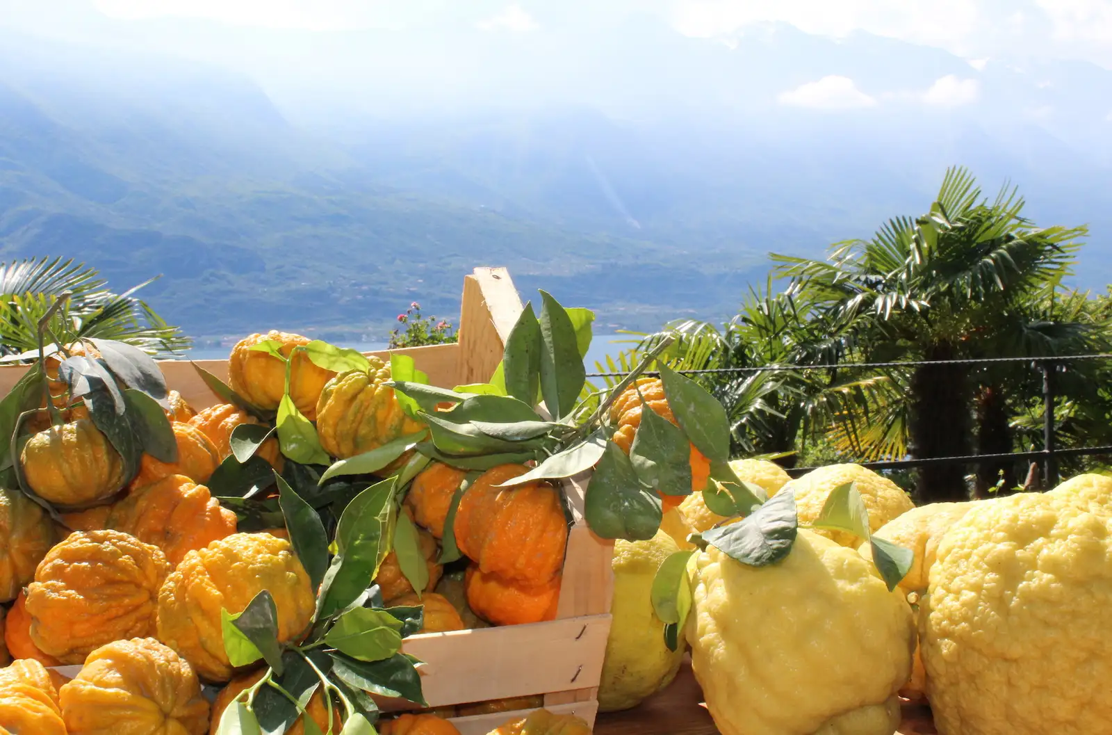 Perché il clima del Garda è perfetto per limoni e agrumi