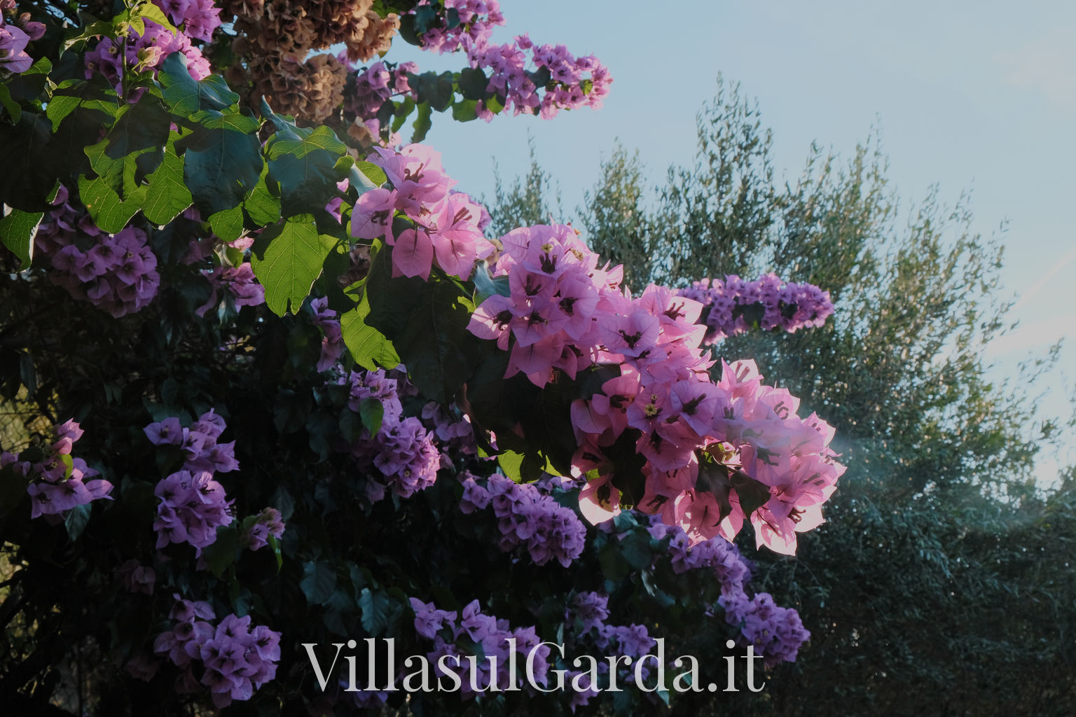 villasulgarda_garden_5.jpg