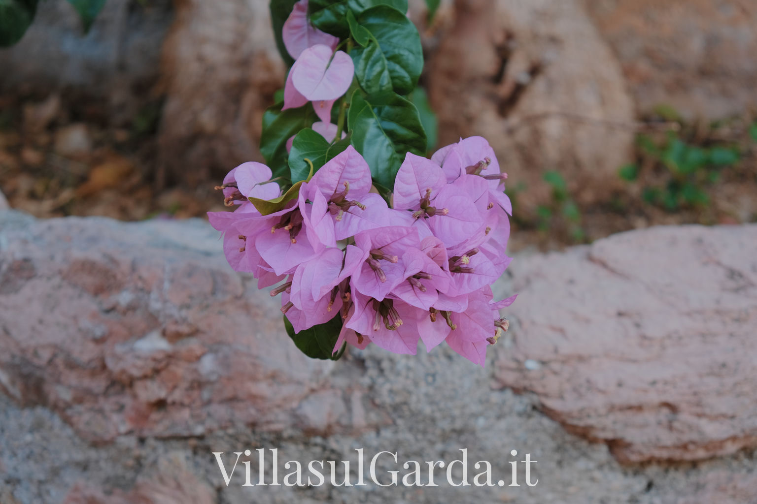 villasulgarda_garden_6.jpg