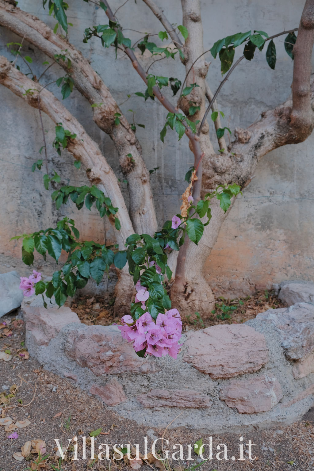 villasulgarda_garden_7.jpg